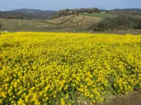 あわじ花さじきの写真・動画_image_1082281