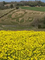 あわじ花さじきの写真・動画_image_1082282