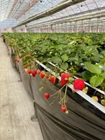 Strawberry Port Ichigonomiの写真・動画_image_1082734