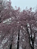 上野恩賜公園（上野公園）の写真・動画_image_1084905