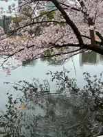 上野恩賜公園（上野公園）の写真・動画_image_1084909