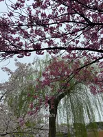 上野恩賜公園（上野公園）の写真・動画_image_1084910