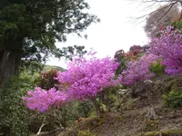 天城グリーンガーデンの写真・動画_image_1093851