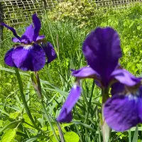 志”満ん草餅（じまんくさもち）の写真・動画_image_1106797