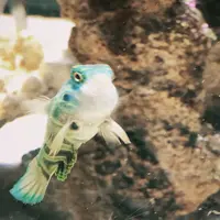 ニフレルの写真・動画_image_1110205