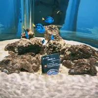 ニフレルの写真・動画_image_1110208