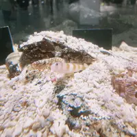 ニフレルの写真・動画_image_1110210