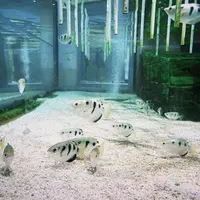 ニフレルの写真・動画_image_1110211