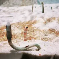 ニフレルの写真・動画_image_1110214