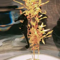 ニフレルの写真・動画_image_1110219