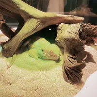 ニフレルの写真・動画_image_1110222