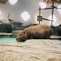 ニフレルの写真・動画_image_1110225