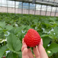 駅チカ イチゴ園 GREENPEACE（グリーンピース）の写真・動画_image_1115709