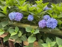 ホテル椿山荘東京の写真・動画_image_1126508