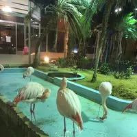 シーフードレストラン メヒコ守谷フラミンゴ館／洋食 誕生日 記念日 子連れ ランチの写真・動画_image_1141228