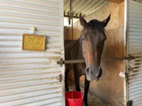 有明浜ホースパークの写真・動画_image_1153776