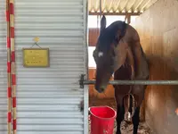 有明浜ホースパークの写真・動画_image_1153778