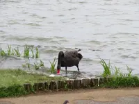 千波湖の写真・動画_image_1177930