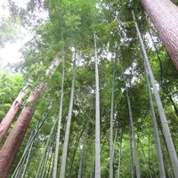 偕楽園の写真・動画_image_1177947