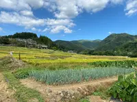 横瀬町の寺坂棚田の写真・動画_image_1195372