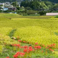 横瀬町の寺坂棚田の写真・動画_image_1195373