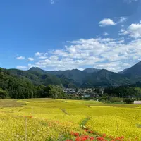 横瀬町の寺坂棚田の写真・動画_image_1195374