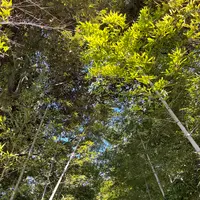 來宮神社の写真・動画_image_1216294