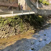來宮神社の写真・動画_image_1216296