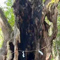 來宮神社の写真・動画_image_1216298