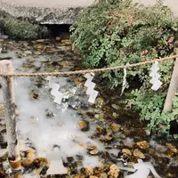 川越氷川神社の写真・動画_image_1217774