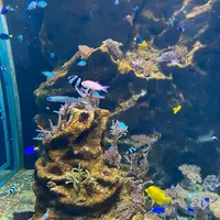 みなとやま水族館の写真・動画_image_1240942