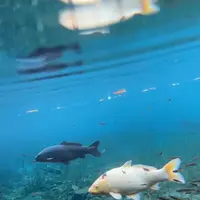 明神池名水公園の写真・動画_image_1241347