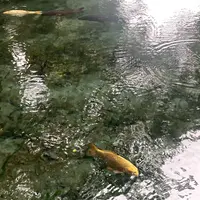 明神池名水公園の写真・動画_image_1241348
