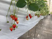 ナガシマファームの写真・動画_image_1274893