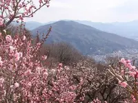 宝登山梅百花園の写真・動画_image_130168