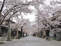 がいせん桜通りの写真・動画_image_132321