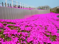 市貝町芝ざくら公園の写真・動画_image_1323650