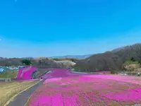 市貝町芝ざくら公園の写真・動画_image_1323653