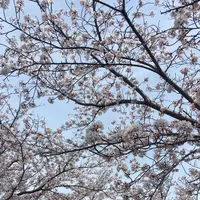 おの桜づつみ回廊の写真・動画_image_1323781