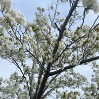 おの桜づつみ回廊の写真・動画_image_1323783