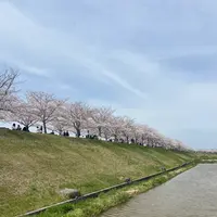 おの桜づつみ回廊の写真・動画_image_1323789