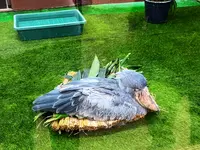 松江フォーゲルパークの写真・動画_image_1327991
