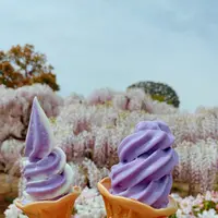 あしかがフラワーパークの写真・動画_image_1330548