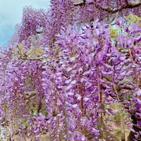 あしかがフラワーパークの写真・動画_image_1330554