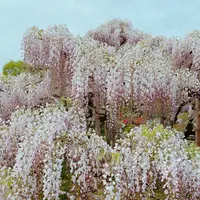あしかがフラワーパークの写真・動画_image_1330555