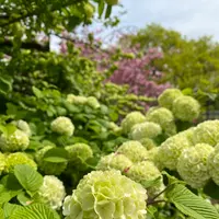 あしかがフラワーパークの写真・動画_image_1330557