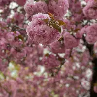 あしかがフラワーパークの写真・動画_image_1330560