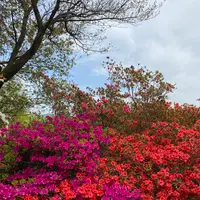 あしかがフラワーパークの写真・動画_image_1330564