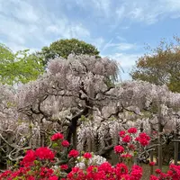 あしかがフラワーパークの写真・動画_image_1330566