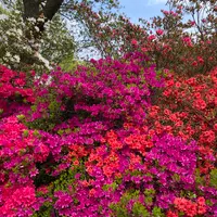あしかがフラワーパークの写真・動画_image_1330567